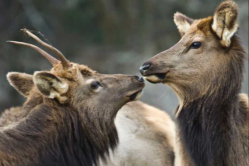 Wikimedia Common
