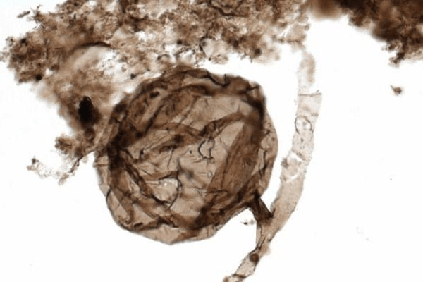 THE DISCOVERED FOSSIL - NATURE