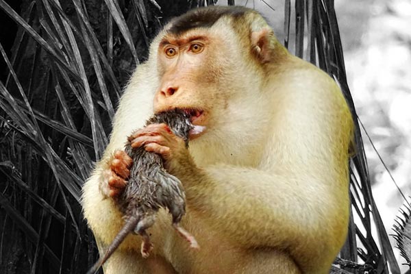 If monkeys do not get food, they will make products with humans If monkeys do not get food, they will make products with humans