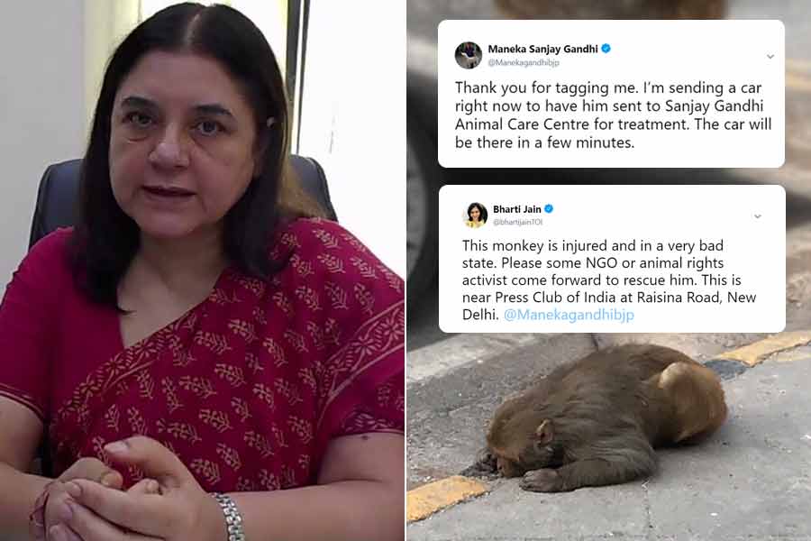 BJP MP Maneka Gandhi, who is known for her love for animals BJP MP Maneka Gandhi, who is known for her love for animals