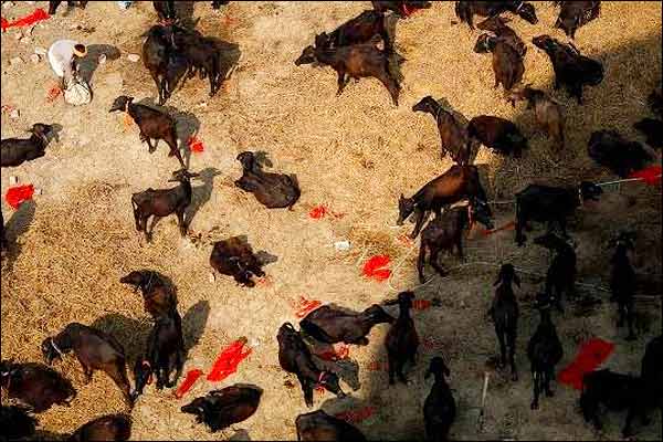 Animals are sacrificed every five years in the Garhimai temple Animals are sacrificed every five years in the Garhimai temple