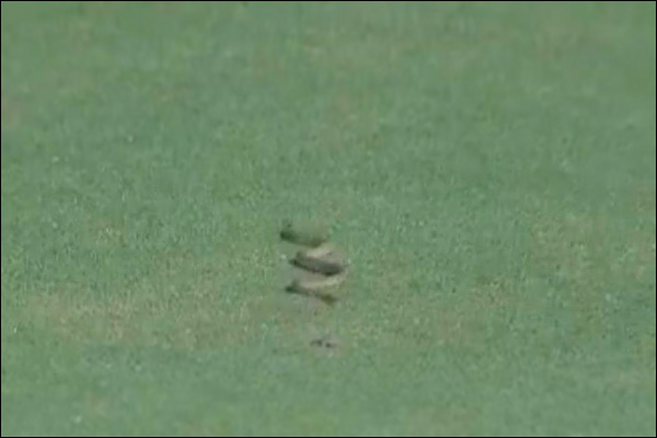 Snake stops play in Andhra-Vidarbha Ranji match Snake stops play in Andhra-Vidarbha Ranji match