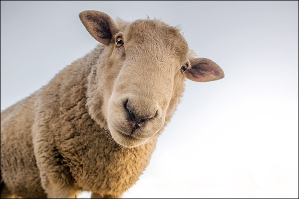 Pfizer has denied a bizarre claim that sheep went sex mad Pfizer has denied a bizarre claim that sheep went sex mad