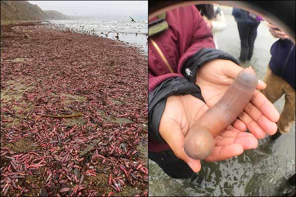they are commonly called penis fish due to their appearance they are commonly called penis fish due to their appearance