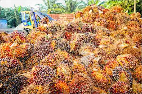 Malaysian airs loose talks started on palm oil from India Malaysian airs loose talks started on palm oil from India