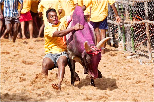 Man dies after hitting bull with bull during Jallikattu in Tamil Nadu Man dies after hitting bull with bull during Jallikattu in Tamil Nadu