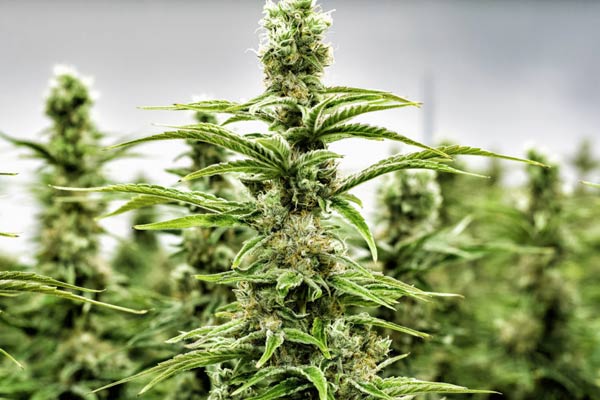 46 Nepal MPs demand government legalise marijuana cultivation 46 Nepal MPs demand government legalise marijuana cultivation