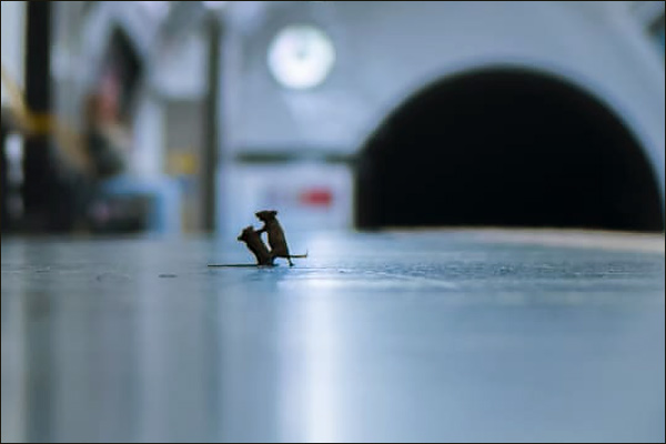 Photo of mice squabbling on subway platform wins prestigious photography award Photo of mice squabbling on subway platform wins prestigious photography award