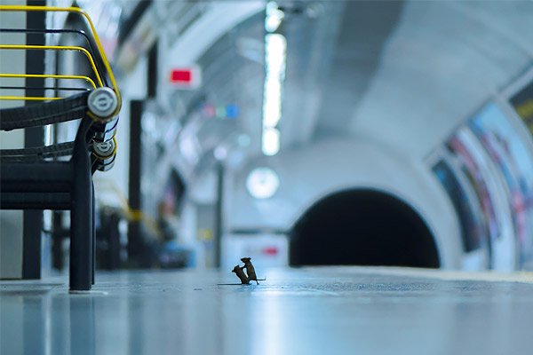 Mice of the London Underground win the Wildlife Photographer of the Year 2019 Mice of the London Underground win the Wildlife Photographer of the Year 2019