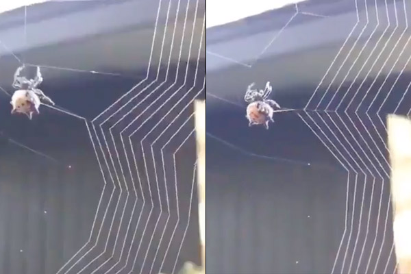 Spider web weaving video viral, users said exquisite Spider web weaving video viral, users said exquisite