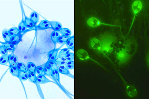 Tel Aviv University researchers discover a non-breathing living animal Tel Aviv University researchers discover a non-breathing living animal