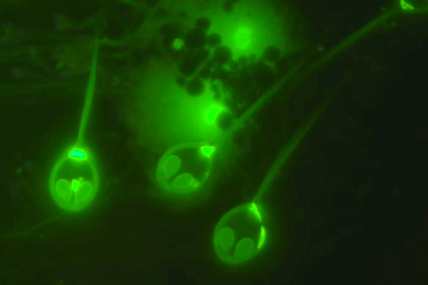 Tel Aviv University researchers discover a non-breathing living animal Tel Aviv University researchers discover a non-breathing living animal