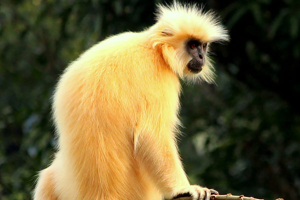 Golden Langur becomes extinct after the last one dies in Assam Golden Langur becomes extinct after the last one dies in Assam
