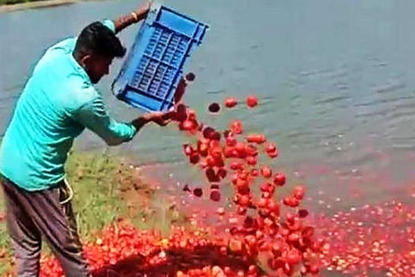 Upset with the govt farmer dumps 3 tonnes of tomatoes in a lake amid coronavirus lockdown Upset with the govt farmer dumps 3 tonnes of tomatoes in a lake amid coronavirus lockdown