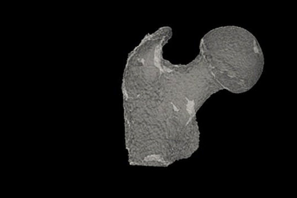 Fossilized leg bones revealed about latest human ancestors activities Fossilized leg bones revealed about latest human ancestors activities