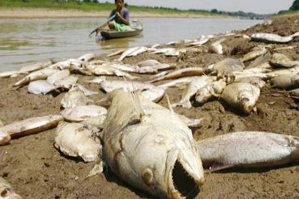 Marine life to go extinct by 2050 but it is possible to revive it Marine life to go extinct by 2050 but it is possible to revive it