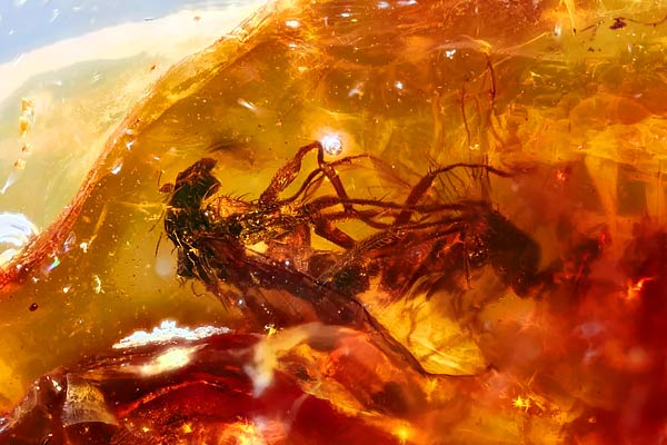 Flies preserved in the fossils for millions of years during having sex Flies preserved in the fossils for millions of years during having sex