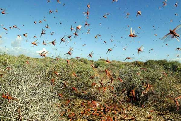 Imran said catch grasshoppers sell poultry will benefit Imran said catch grasshoppers sell poultry will benefit