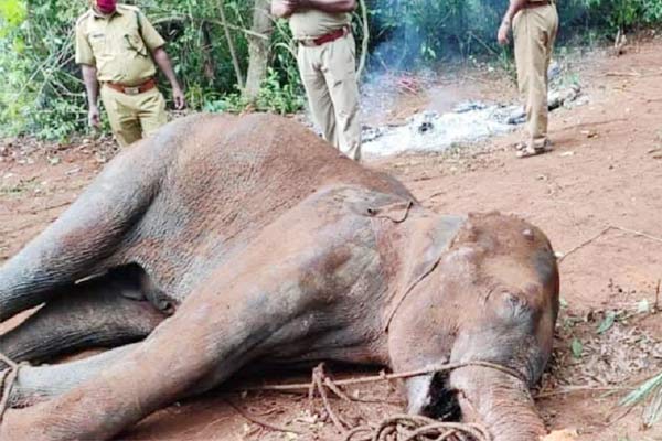 Kerala CM statement on pregnant Hathini death said- 3 suspects are under investigation in investigat Kerala CM statement on pregnant Hathini death said- 3 suspects are under investigation in investigat
