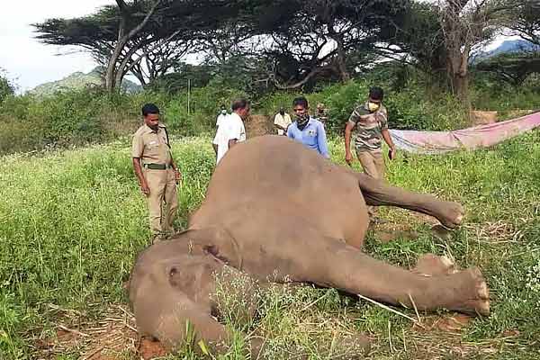Man-animal conflict accident kills two elephants in Tamil Nadu Coimbatore Man-animal conflict accident kills two elephants in Tamil Nadu Coimbatore