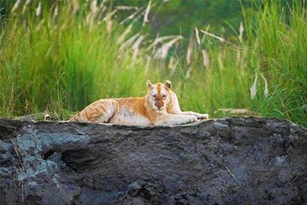India only Golden Tiger found in Kaziranga photo goes viral India only Golden Tiger found in Kaziranga photo goes viral