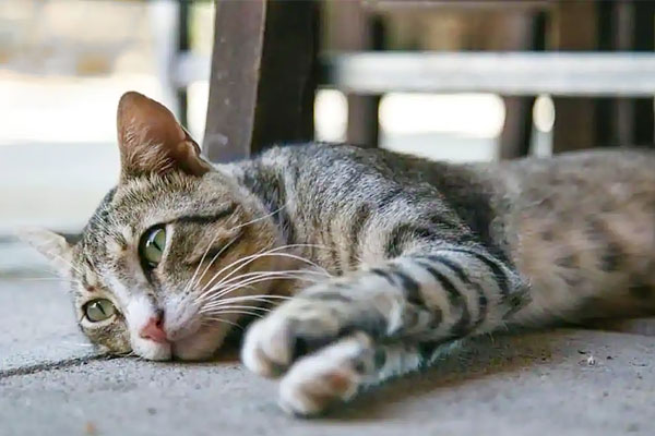 Pet Cat COVID-19 Positive in Englan First Confirmed Case of COVID-19 Infection in animals in Britai Pet Cat COVID-19 Positive in Englan First Confirmed Case of COVID-19 Infection in animals in Britai