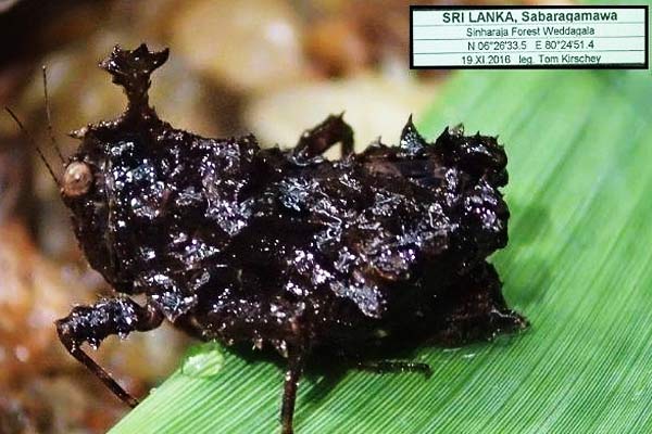 A new species of grasshopper is named after Dhaneesh Bhaskar, a researcher from Kerala A new species of grasshopper is named after Dhaneesh Bhaskar, a researcher from Kerala