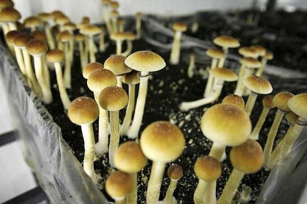 Canada allowed people with terminal cancer to legally consume psychedelic mushrooms Canada allowed people with terminal cancer to legally consume psychedelic mushrooms
